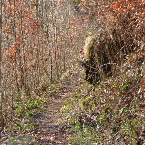 Waldwege putzen